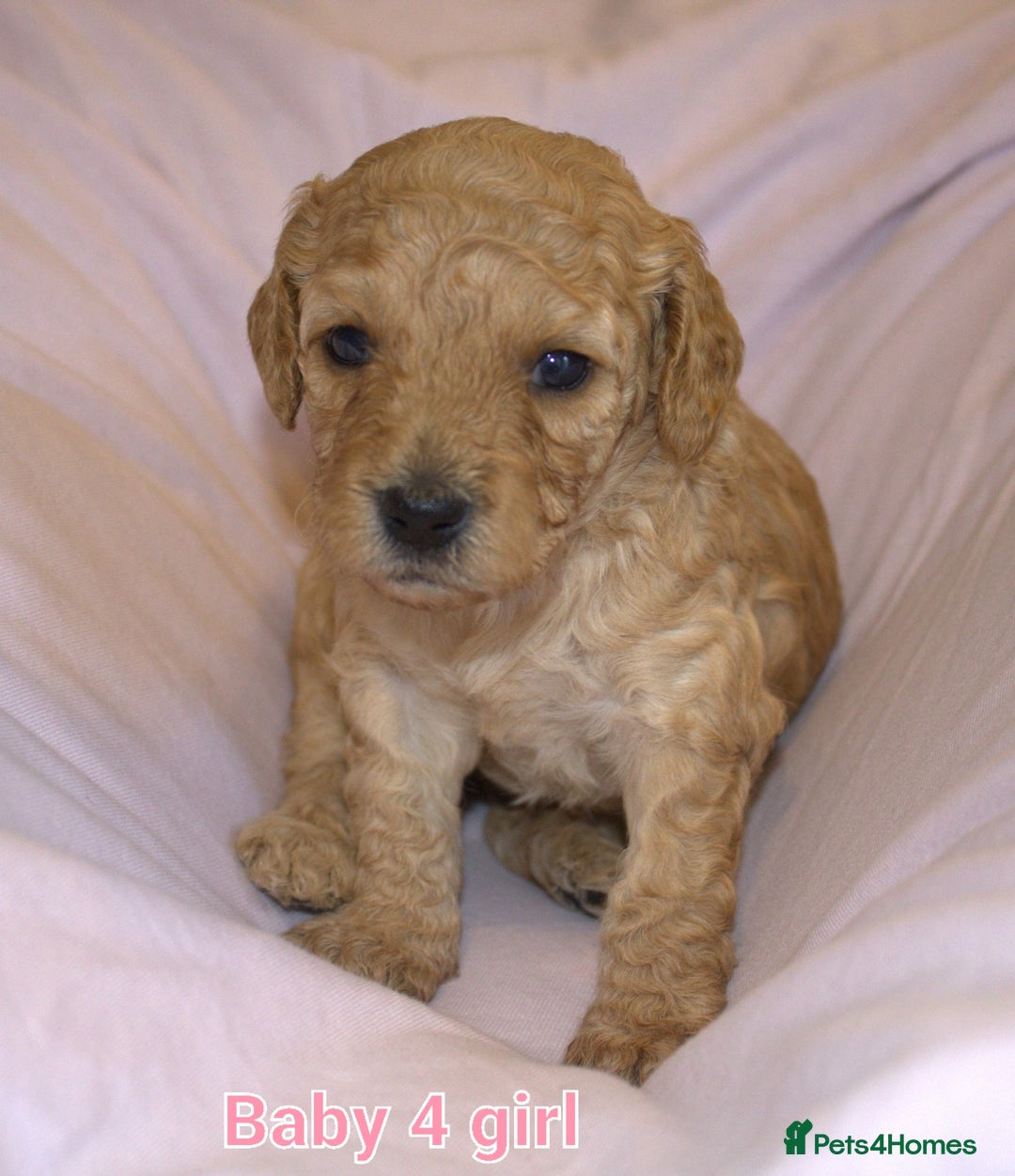 Mixed Breed dogs for sale: 4 boys 2 girls cavapoo x cockapoo puppies - Image 7