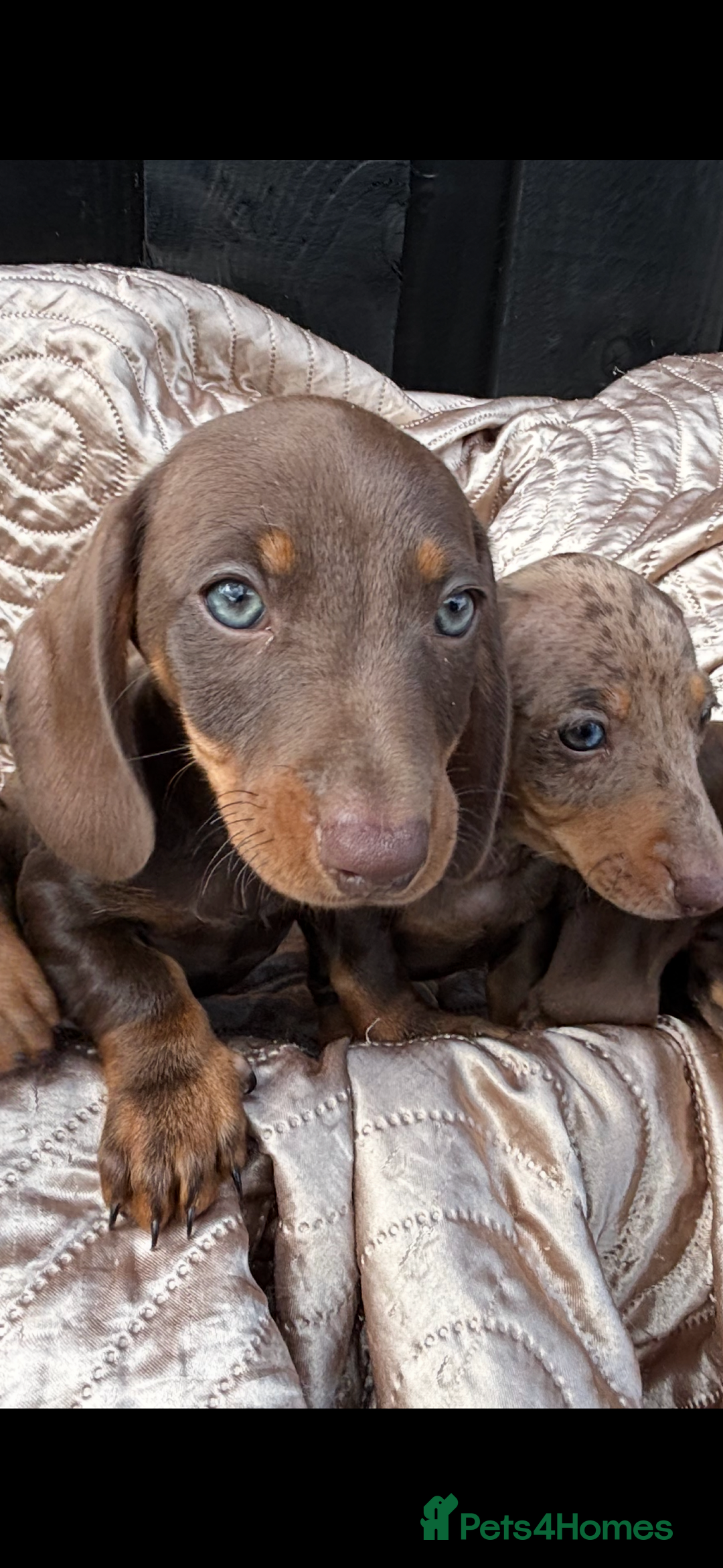 Dachshund dogs for sale: Miniature smooth coat dachshunds  - Image 7