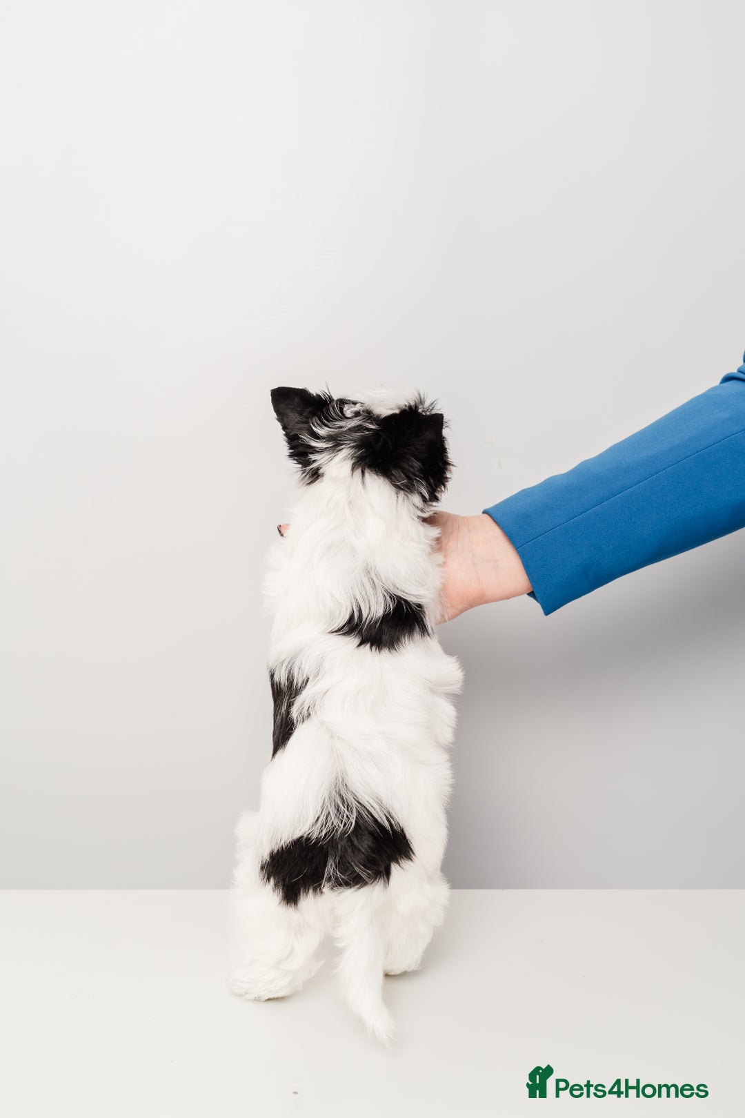 Yorkshire Terrier dogs for sale: DNA tested parents! Pure Breed Puppy BOY! - Advert 8