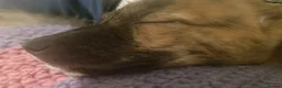 Lurcher dogs for sale: Last Outstanding male Lurcher Puppy - Advert 21