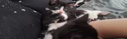 Mixed Breed cats for sale: 6 black and white kittens - Advert 12