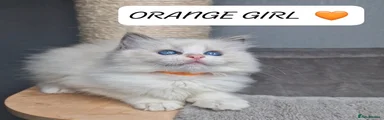 Ragdoll 1