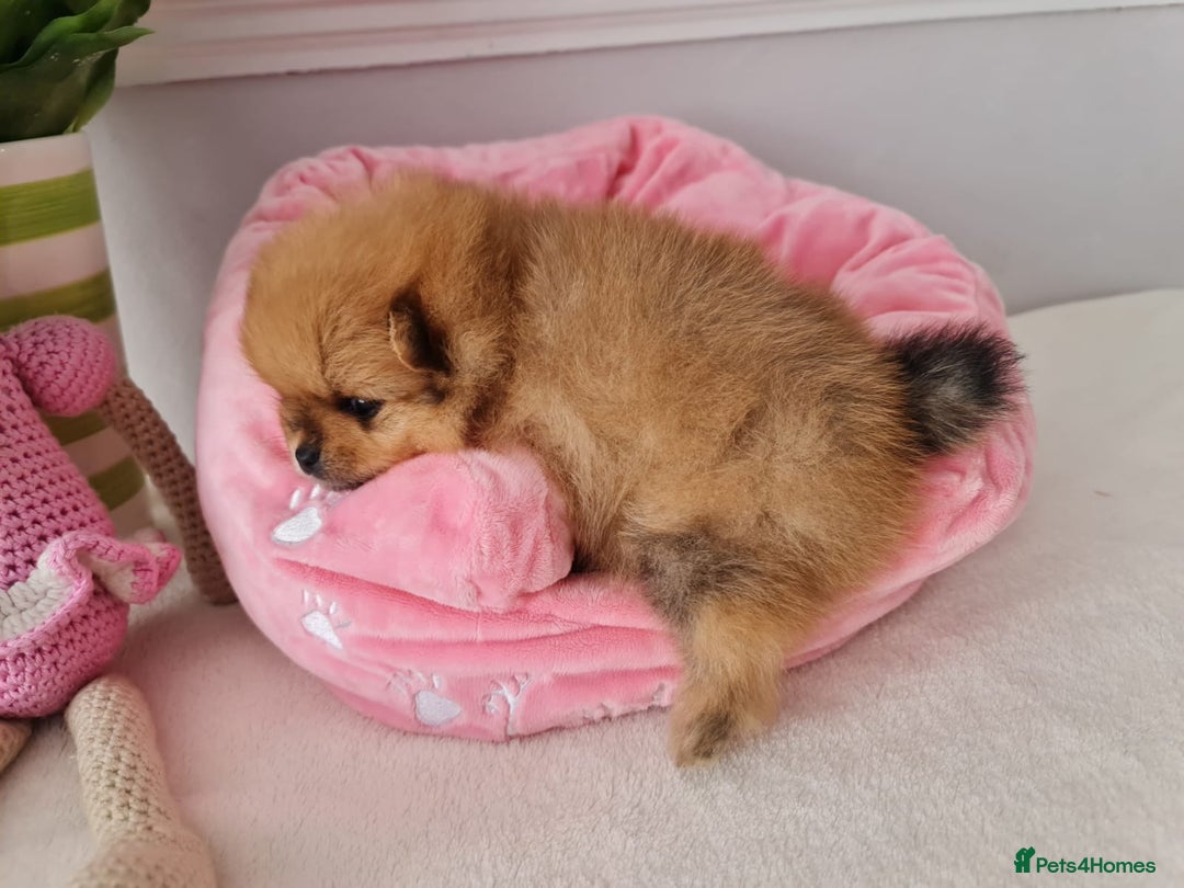 Pomeranian dogs for sale: KC Tiny Teddy Bear Pomeranian Girls - Image 6