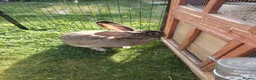 Continental Giant rabbits for sale: Adult Pure continental giant rabbit female  - Advert 3