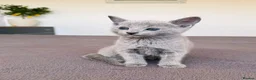 Russian Blue cats for sale: 🐾Champion Line TICA Russian Blue Kittens 🐾 - Advert 19