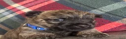 Cairn Terrier dogs for sale: KC pups off Health Tested parents, avail 11th Oct - Advert 7