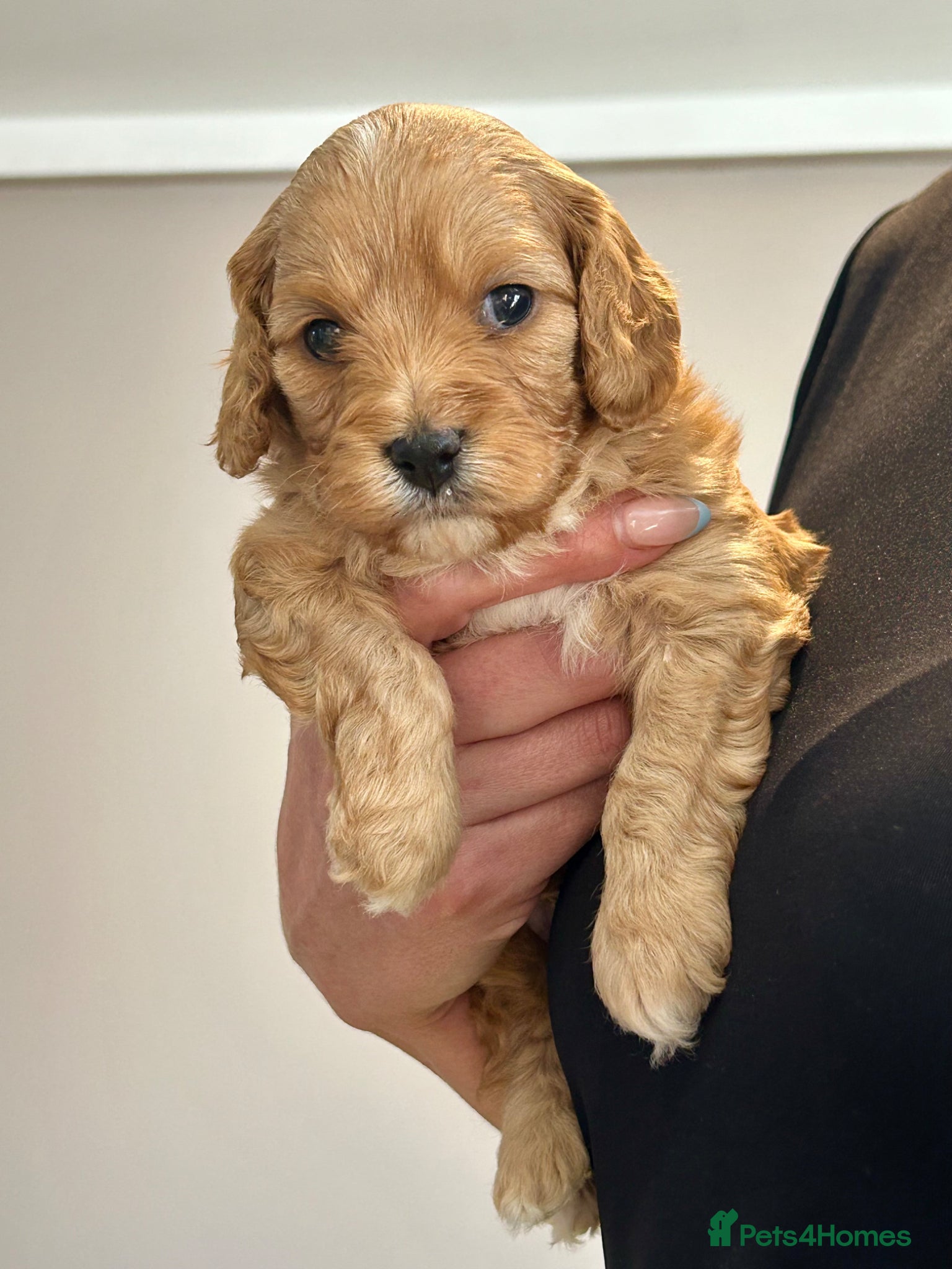 Cavapoo dogs F1 🌈 litter of Cavapoo cuties clear 🧬 parents  - Advert 2