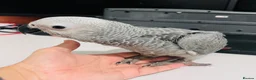 Parrots birds for sale: Breeding pair African greys - Advert 5