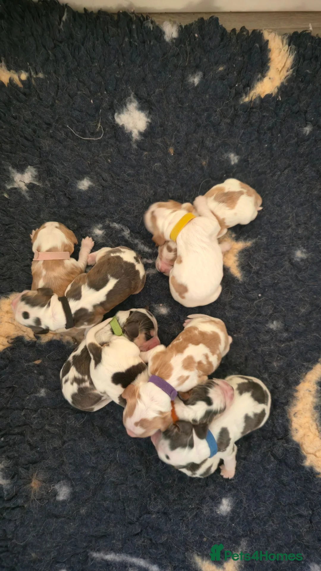 Cocker Spaniel dogs for sale: KC Reg Show Cocker Spaniel Sable Puppies - Advert 2