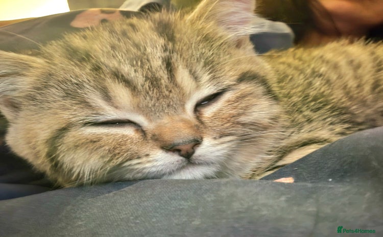 British Shorthair cats - Advert 1