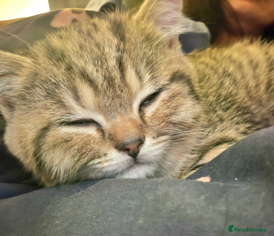 British Shorthair cats for sale: British shorthair boy - Image 1