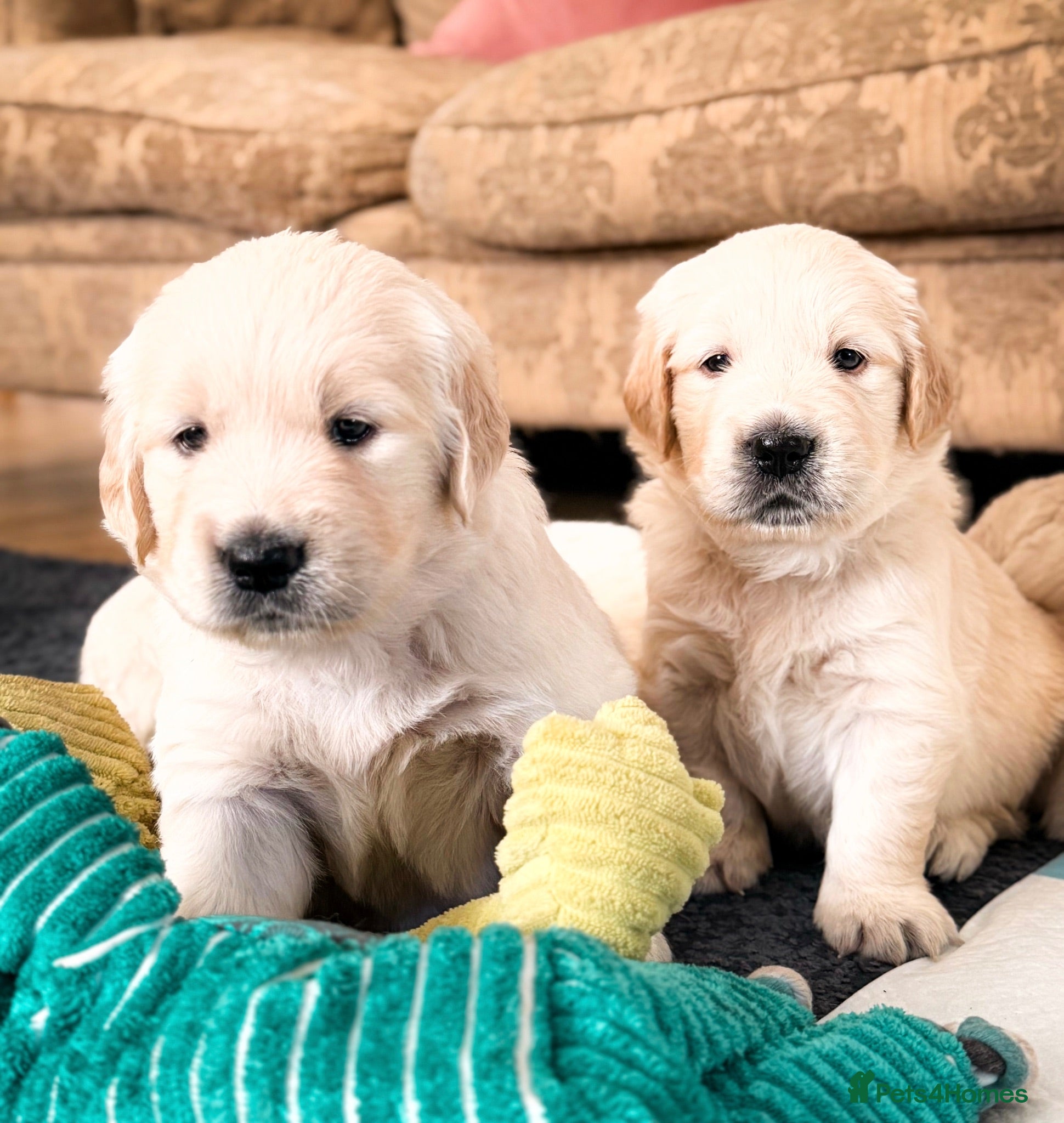 Golden Retriever dogs GOLDEN RETRIEVER PUPPIES - Advert 3