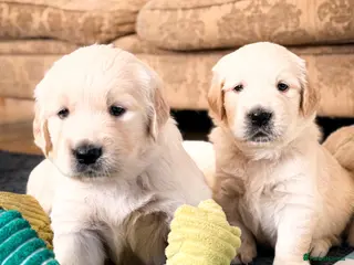 Golden Retriever dogs GOLDEN RETRIEVER PUPPIES - Advert 3