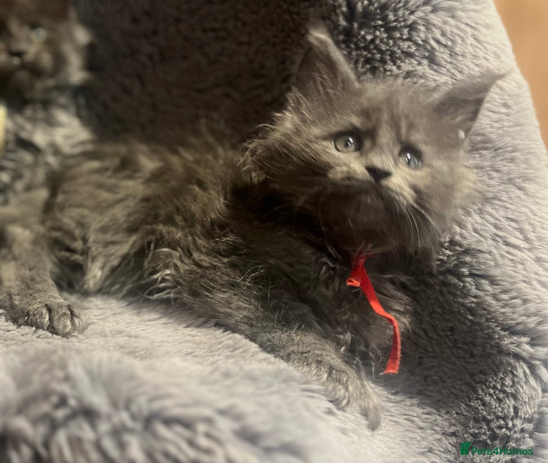 Maine Coon cats for sale: STUNNING MAINE COON KITTENS BLUE SMOKE (tica reg ) - Image 14