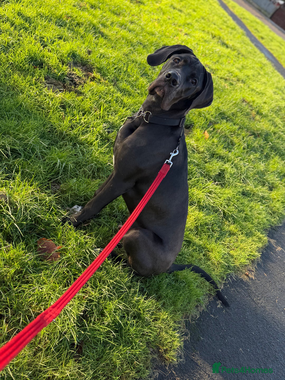 Great Dane dogs for sale: 8 Month Old Great Dane - Advert 6