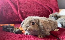 Mixed Breed rabbits for sale: Minilop, lionhead and mixed breed baby rabbits. - Image 12