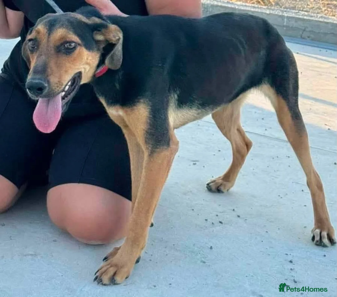 Mixed Breed dogs for adoption: Moca needs a loving home  - Advert 2