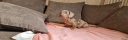 Miniature Dachshund dogs for sale: Ready to Leave  2 male 1 female in Bradford - Advert 12