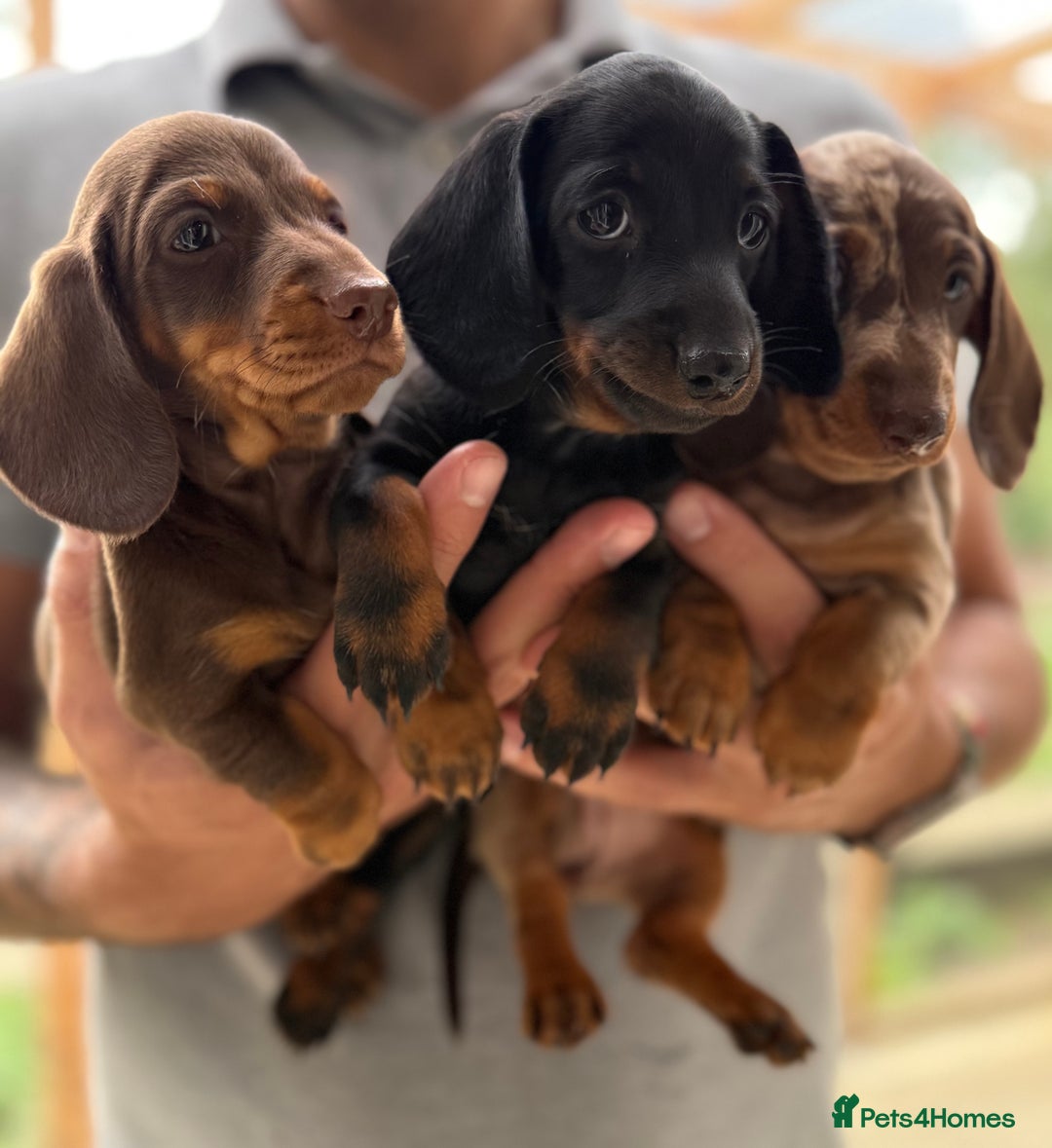 Miniature Dachshund dogs for sale: Three superb girls available NOW - Image 2