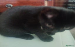 Mixed Breed cats for sale: Black kittens * Just one remaining* - Image 8