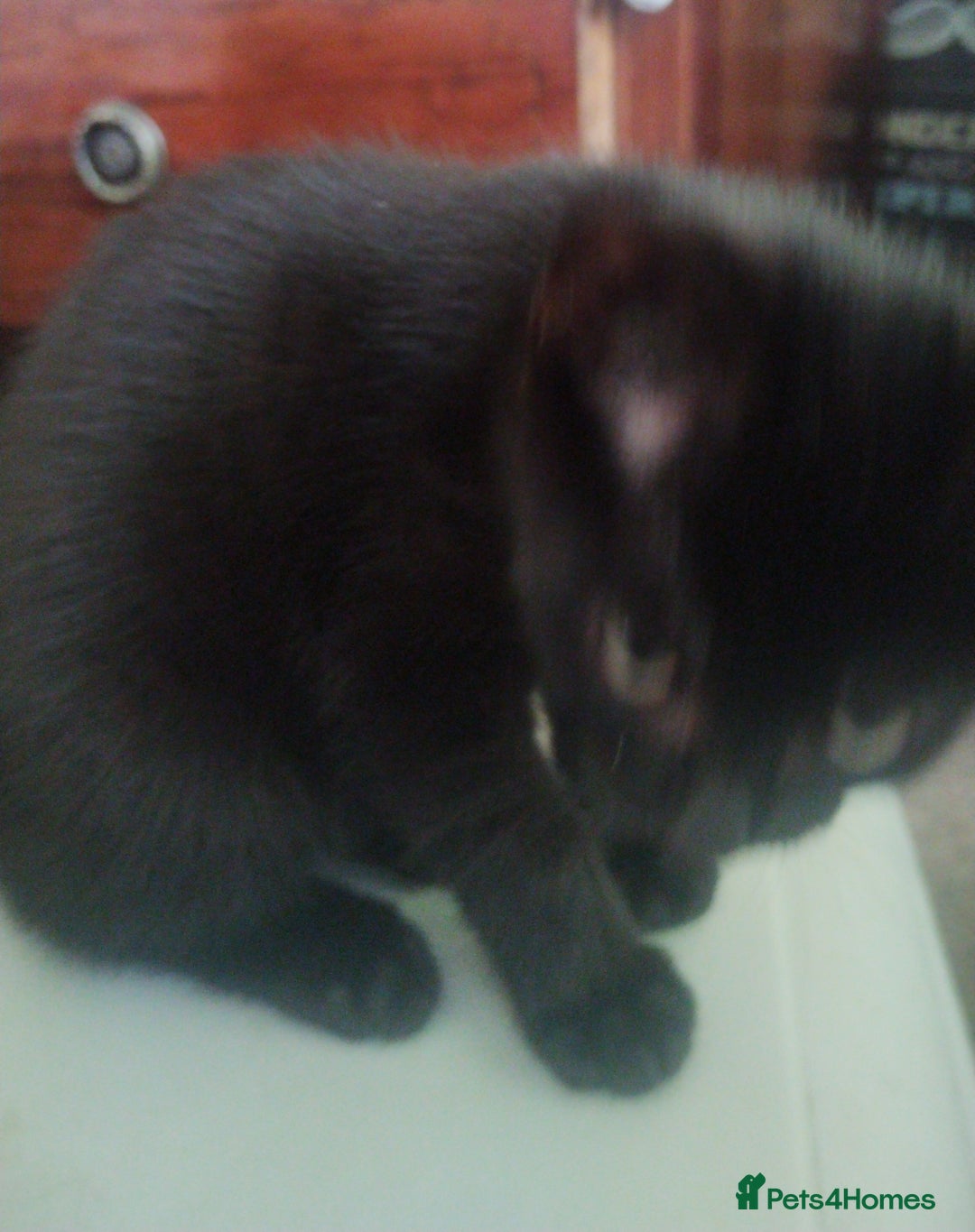 Mixed Breed cats for sale: Black kittens * Just one remaining* - Image 8