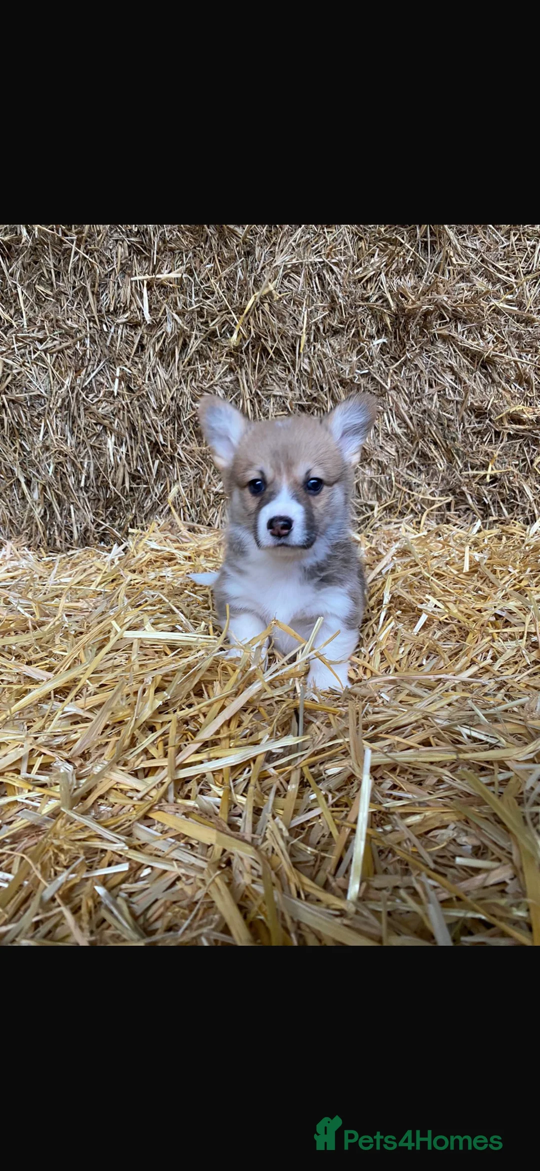 Welsh Corgi Pembroke dogs for stud: Pembrokeshire corgi fully genetically tested  in Abergele - Advert 7