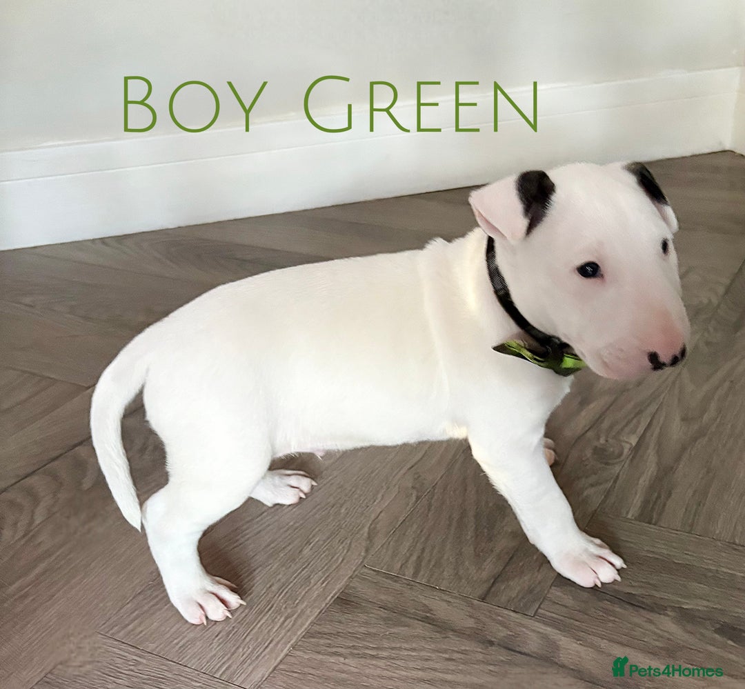 English Bull Terrier dogs for sale: Stunning Pedigree English Bull Terrier Puppies  - Advert 20