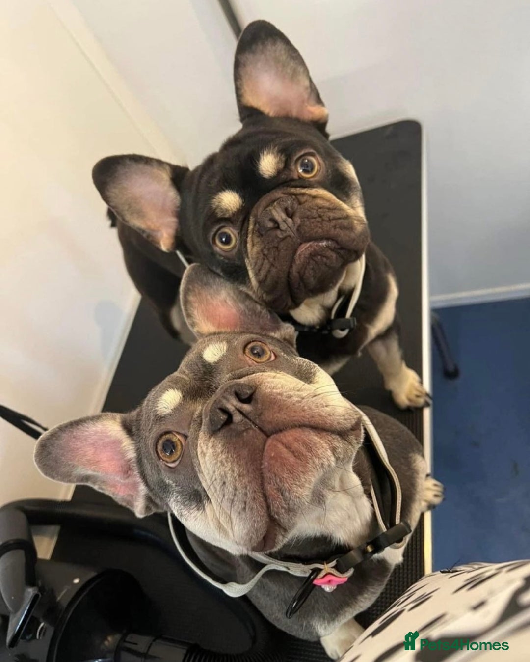 French Bulldog dogs for sale: *amazing quality frenchies* - Advert 2