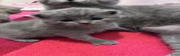 British Shorthair cats for sale: British Short Hair Kittens - Advert 9