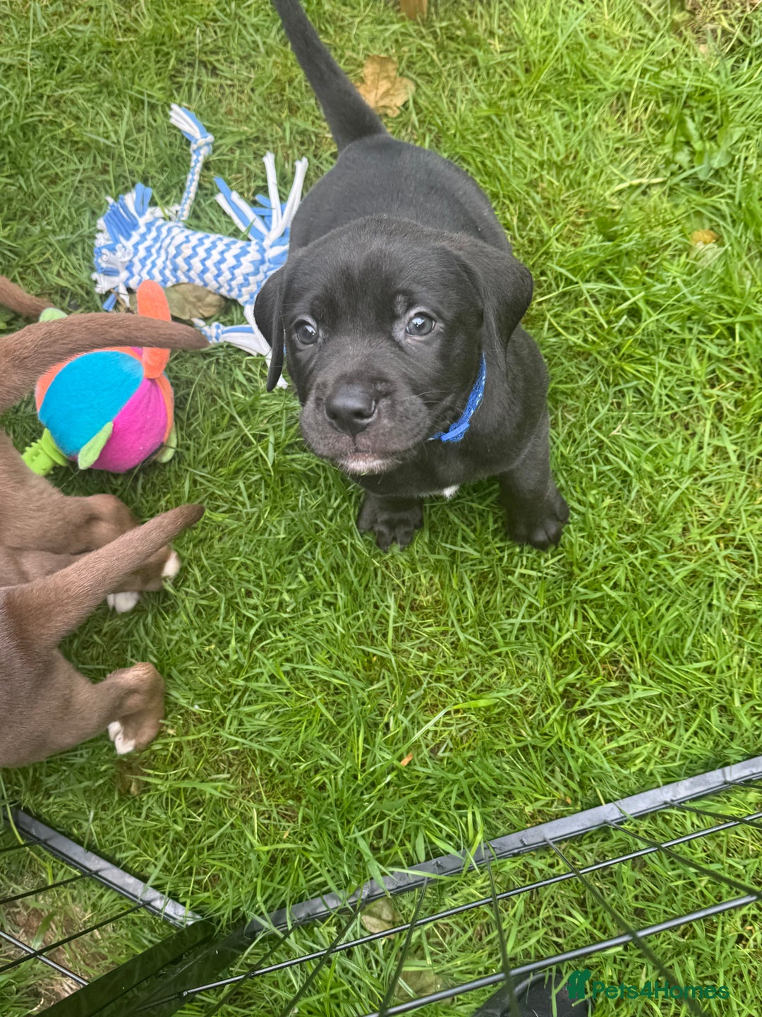 Labrador Retriever Bulldog Mix American Bulldog Golden Retriever