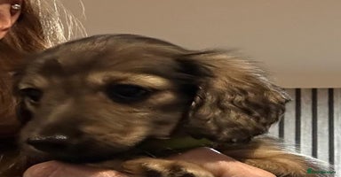 Miniature Dachshund dogs - Advert 4