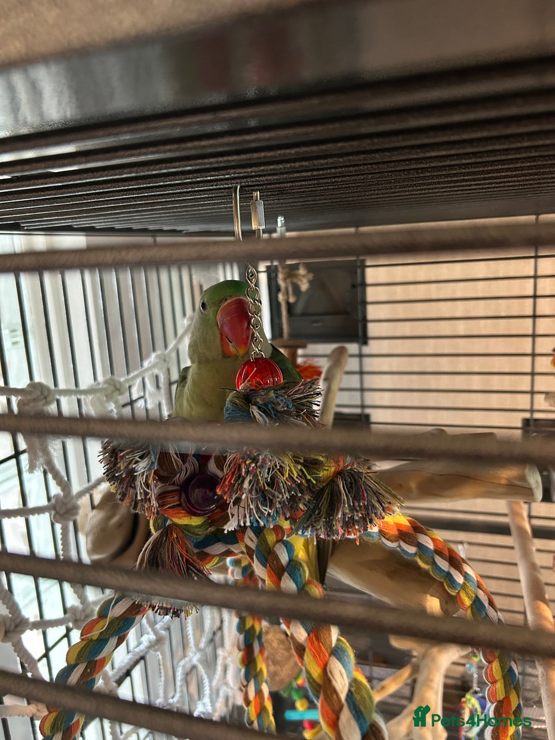 Parakeets birds for sale: Alexandrine and Full set up - Image 5