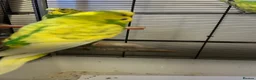 Budgerigars birds for sale: Variety of budgies  - Advert 2