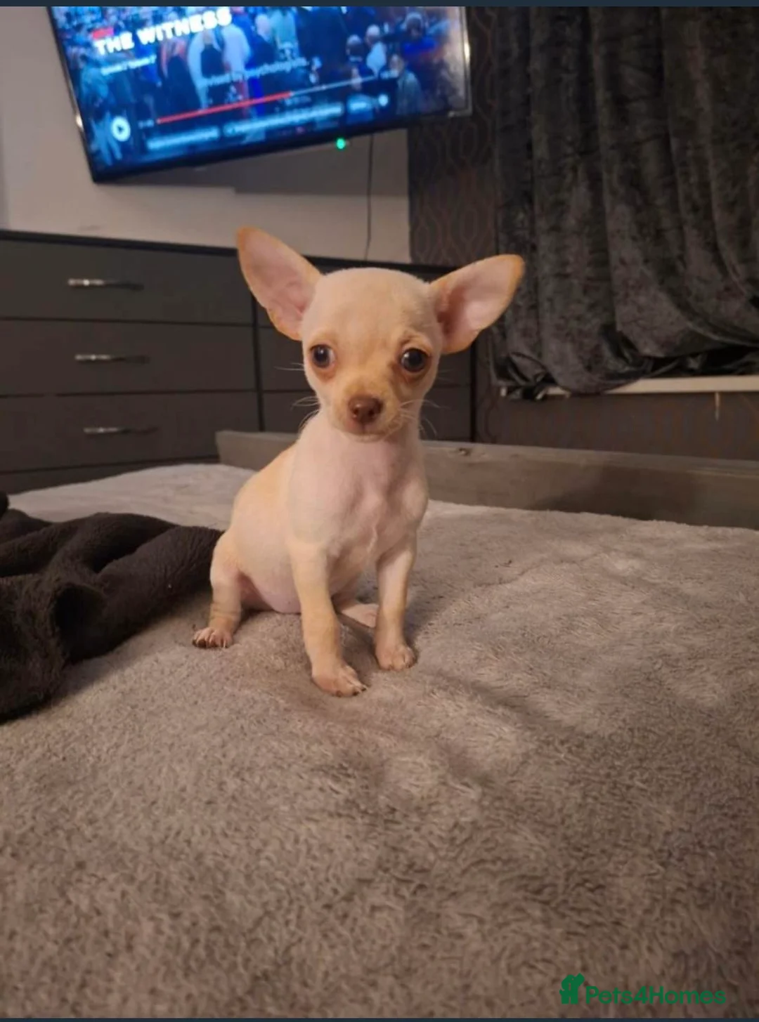 Chihuahua dogs for sale: Chihuahua puppy  - Advert 1