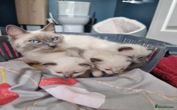 Ragdoll cats for sale: Ragdoll Kittens  - Image 1