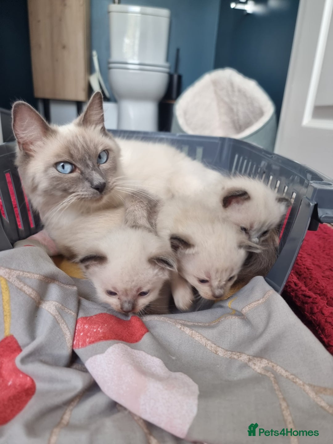 Ragdoll cats for sale: Ragdoll Kittens  - Image 1