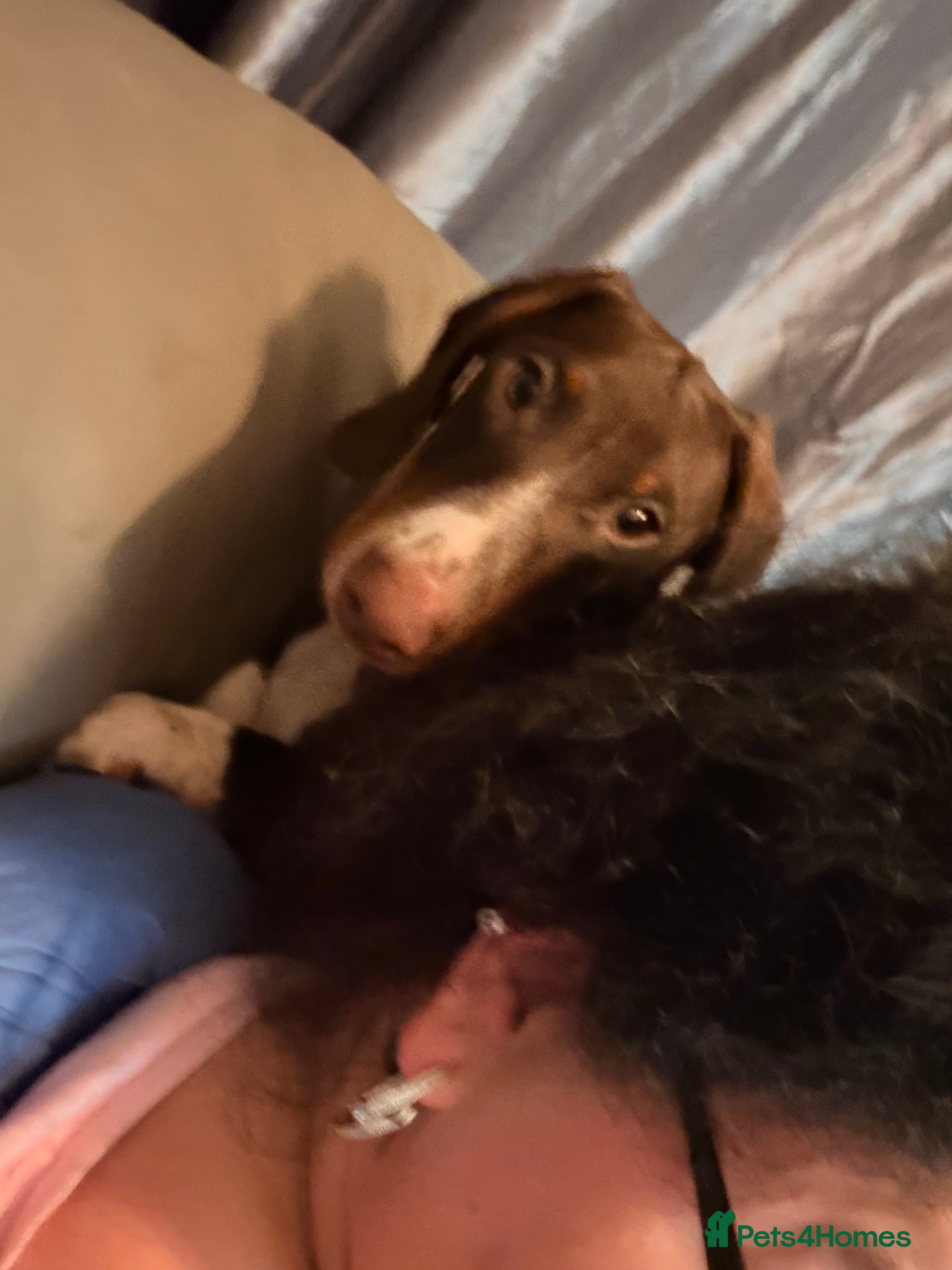 Dachshund dogs 7mth old needs new home  - Advert 11