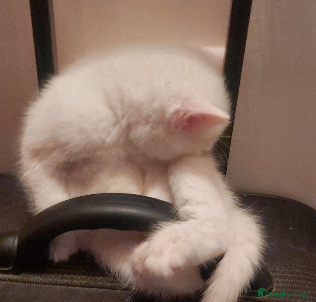 Mixed Breed cats for sale: 1 white, ginger and caramac kitten  - Advert 4