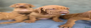 Hungarian Vizsla 5