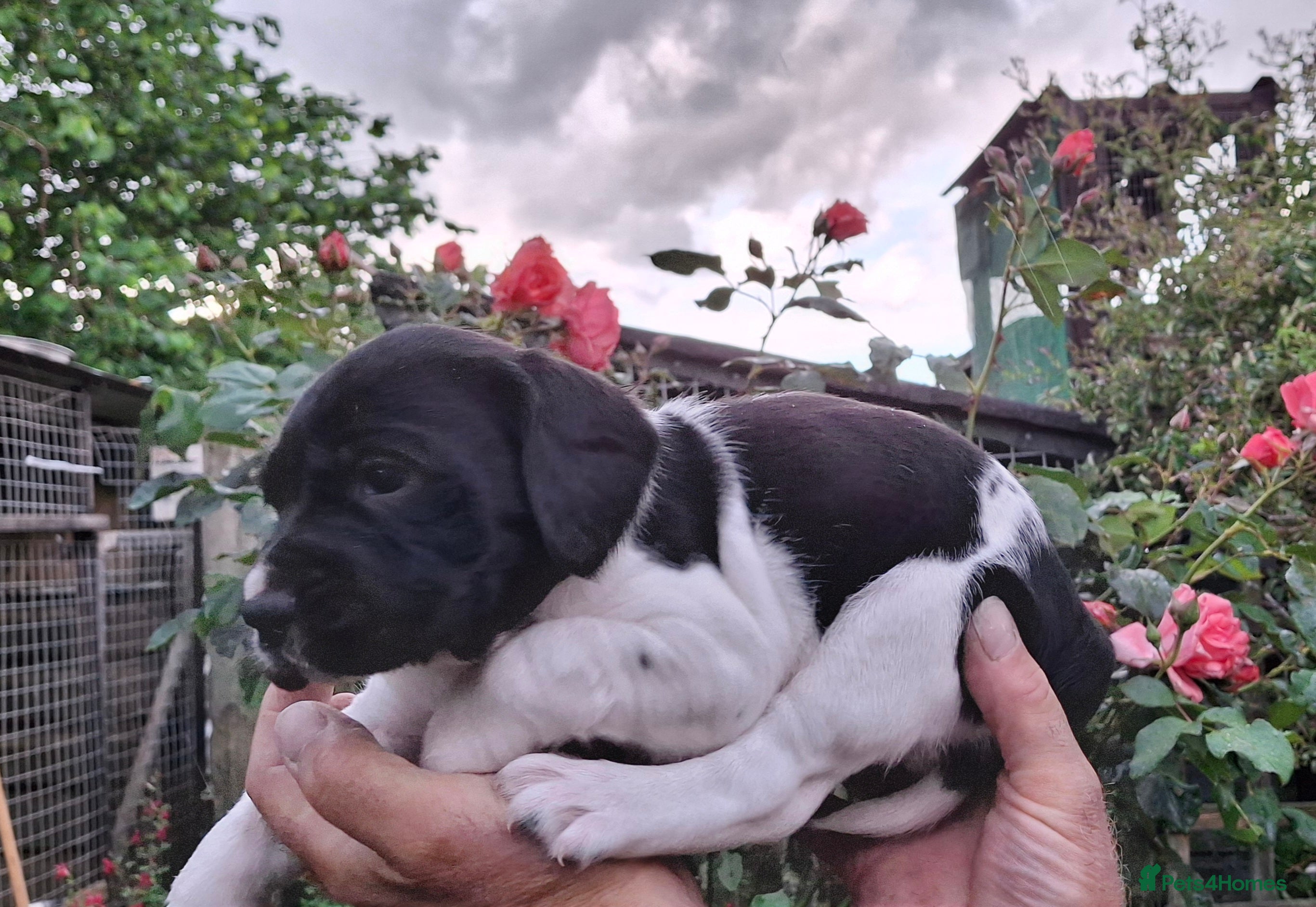 Springador dogs for sale: Springador  in Diss - Advert 10