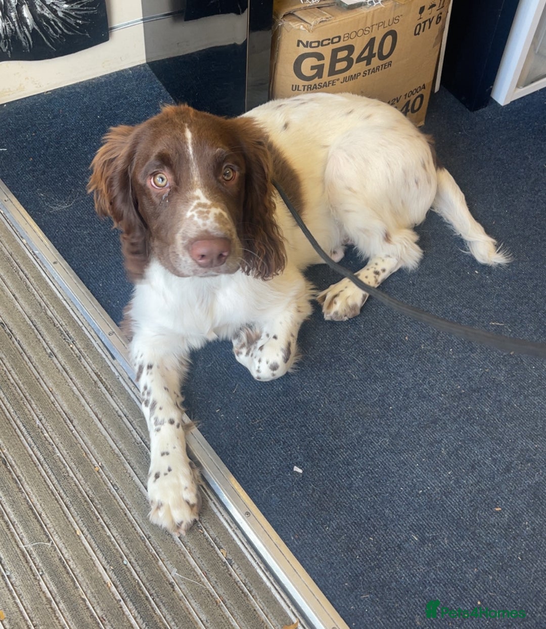 English Springer Spaniel dogs for sale: The Finished Puppy: A Brilliant Springer Spaniel - Advert 2