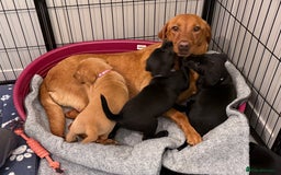 Labrador Retriever dogs for sale: Black/fox Labrador kc with 5 wks free insurance  - Image 1