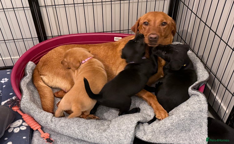 Labrador Retriever dogs - Advert 8