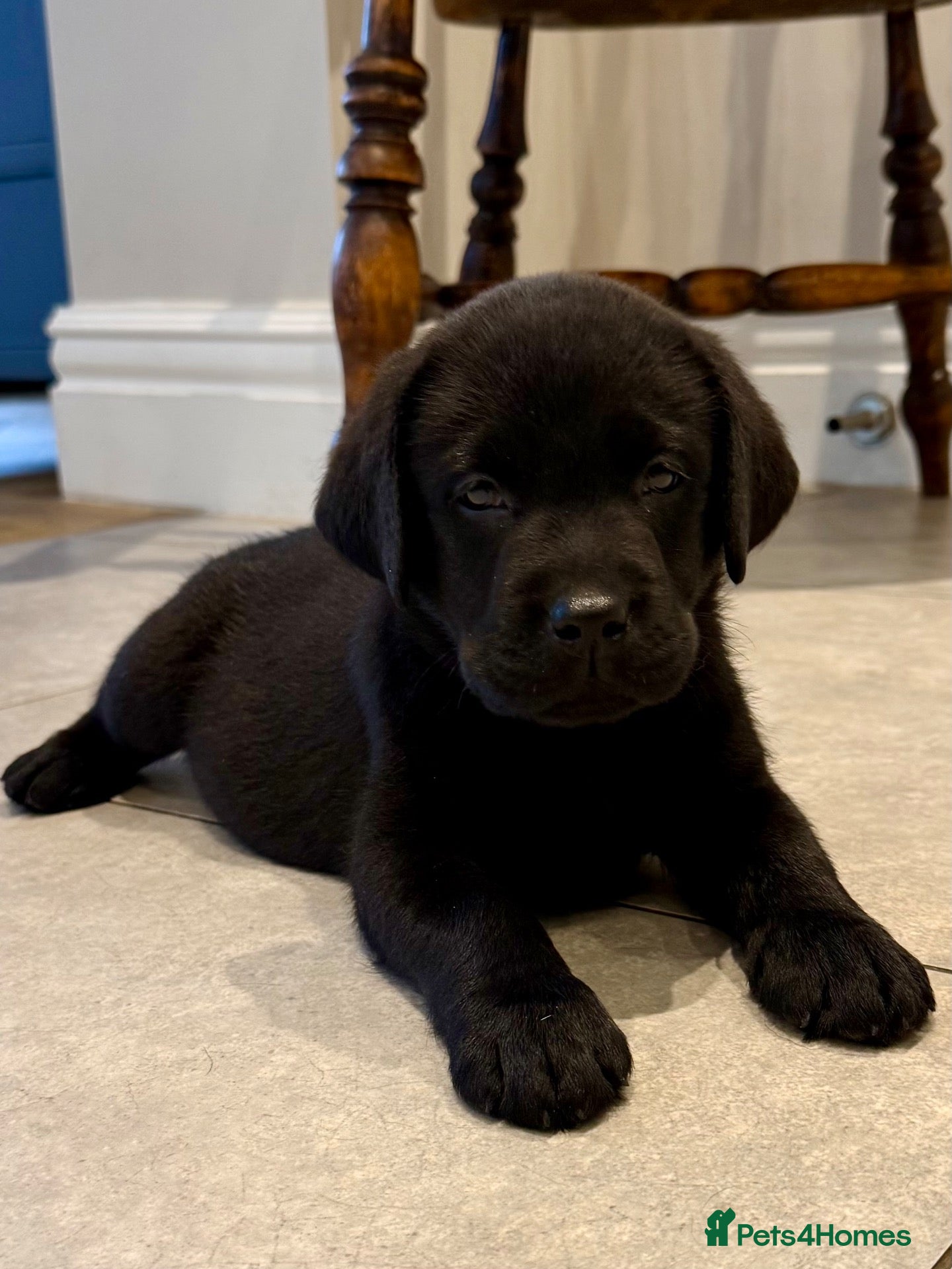 Labrador Retriever dogs 🌸 Top quality Pedigree, excellent DNA & Health  - Advert 2