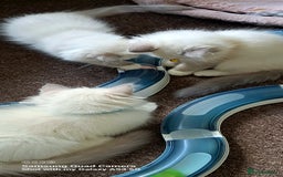 Ragdoll cats for sale: GCCF REG 6 fluffy kittens - Image 3