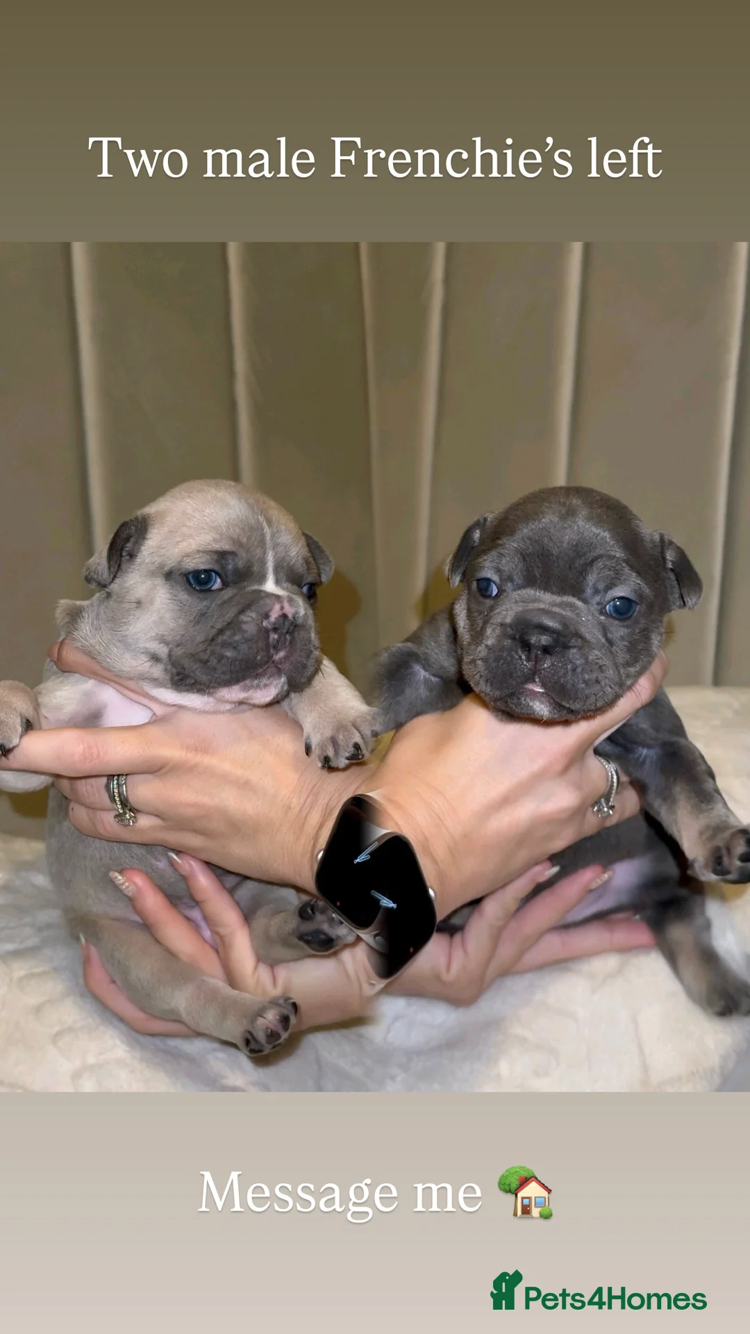 French Bulldog dogs for sale: French bull dog puppies ONLY 2 MALES LEFT - Advert 19