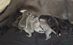 Cane Corso dogs for sale: Cane Corso Puppies -Ready in December  - Image 3