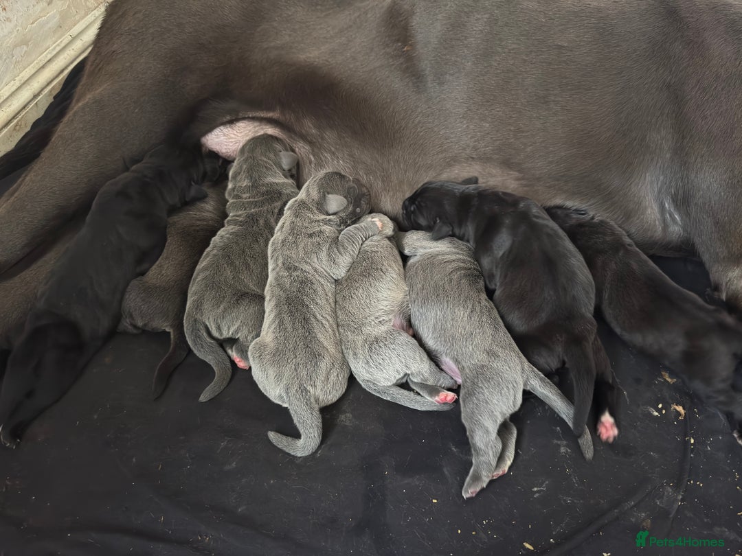 Cane Corso dogs for sale: Cane Corso Puppies -Ready in December  - Image 3