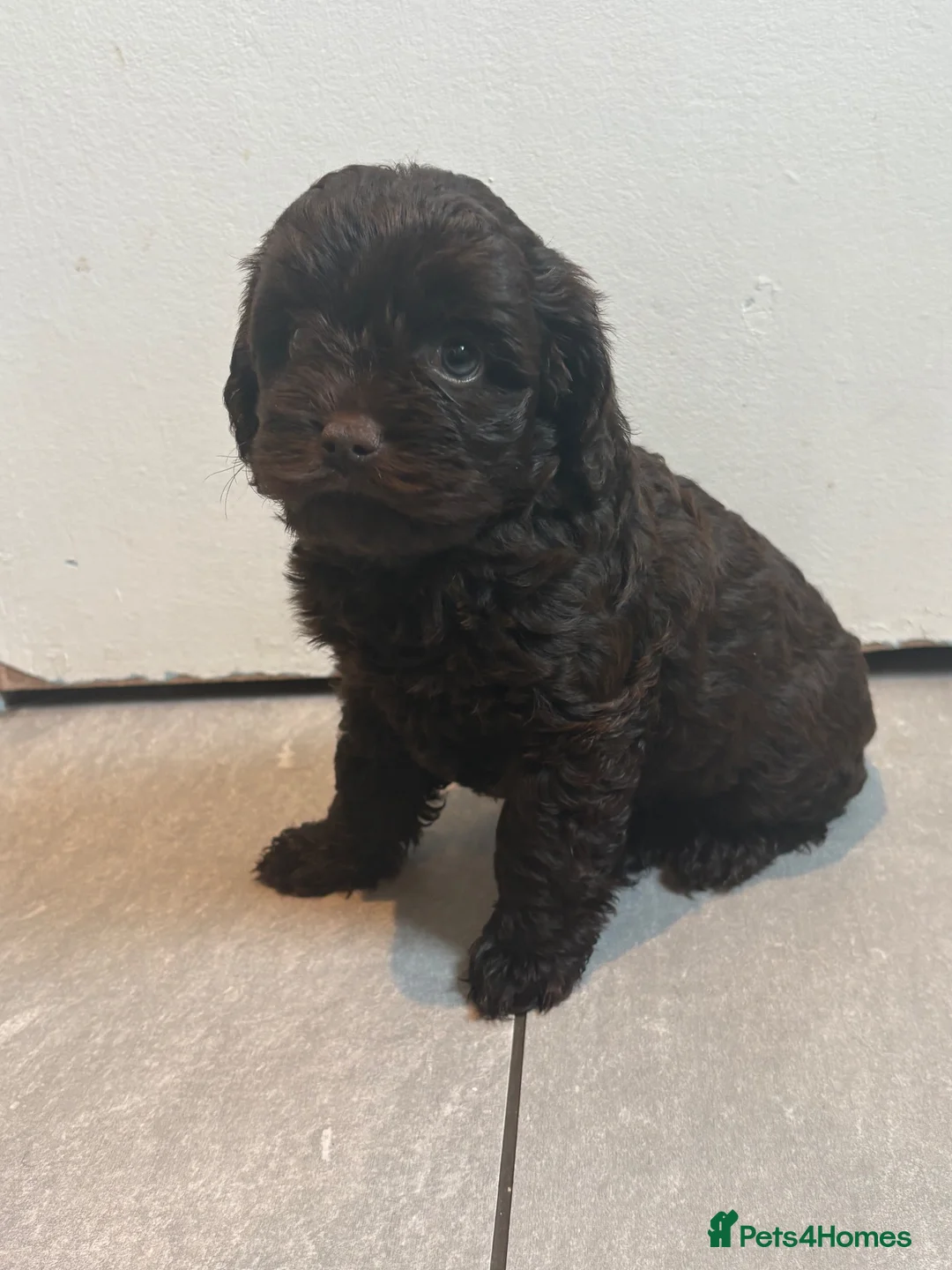 Cavapoo dogs for sale: 4 chocolate Cavapoo puppies - Advert 9