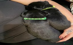 Mixed Breed dogs for sale: Labrador X Yorkshire terrier  - Image 6
